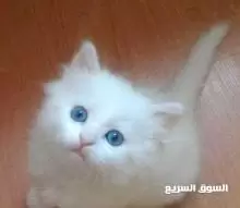 قطة للبيع سكوتش فولد و شيرازي
