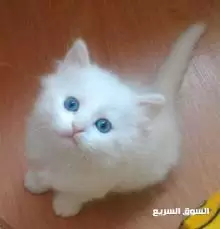 قطة للبيع سكوتش فولد و شيرازي
