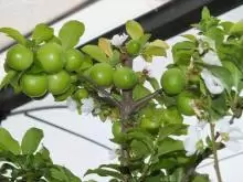 شتلة كرز اخضر 7 دنانير