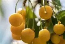 شتلة كرز اصفر