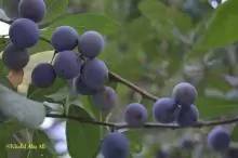 شتلة قراسيا فقط 7 دنانير