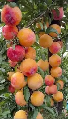 للبيع اشجار مثمرة تركية