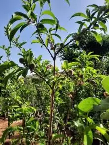 للبيع اشجار مثمرة تركية
