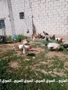 دجاج بلدي للبيع و فيومي و بياض