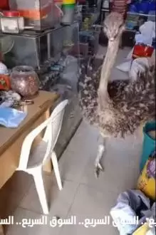 فرخ نعام افريقي للبيع