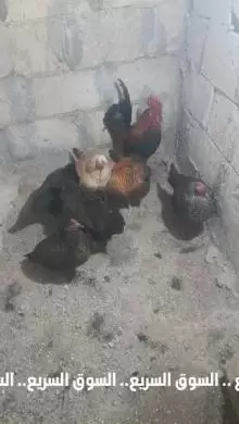 دجاج بلدي للبيع عدد ٦ جاجات وديك ١ للبيع