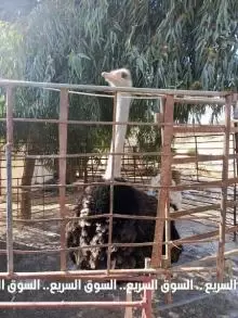 ذكر نعام للبيع