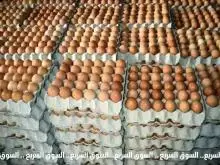 فقسه صوص لاحم . ٣٥٠٠ كتكتوت للبيع