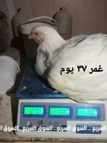 فقسه صوص لاحم . ٣٥٠٠ كتكتوت للبيع