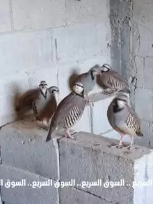 بيض حجل مخصب للبيع