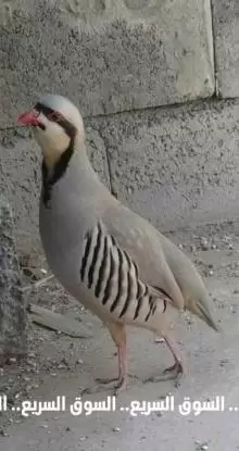 بيض حجل مخصب للبيع