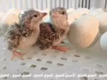 بيض حجل مخصب للبيع