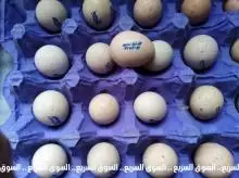 بيض حجل مخصب للبيع