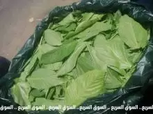 بامية خضرة , ملوخية نخب اول ملقط , دوالي امريكي. للبيع
