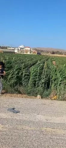 ارض للبيع في الرمثا ام العوصلان الغربي