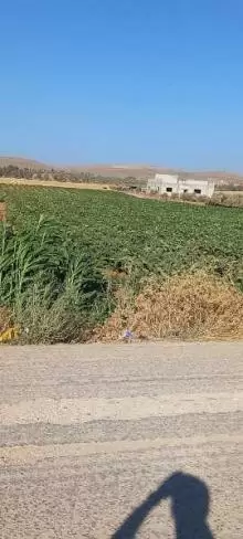 ارض للبيع في الرمثا ام العوصلان الغربي