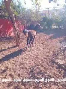 مهر عربي للبيع