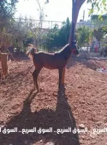 مهر عربي للبيع