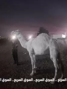 ناقه وراها بكرا وبكرا وضحى للبيع