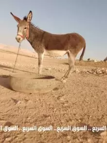 حماره للبيع