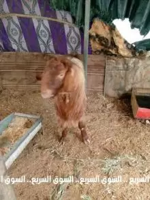 تيس البيع