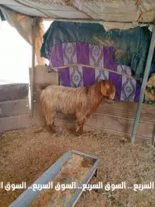 تيس البيع