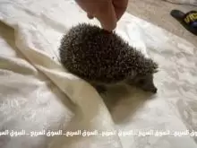 قنفذ للبيع