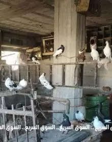 38 طير حمام ارباش + يهودي + مكاوي للبيع