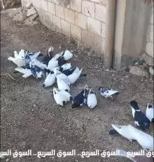 38 طير حمام ارباش + يهودي + مكاوي للبيع