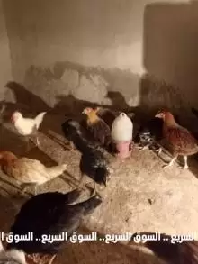 فراخ بلدي للبيع