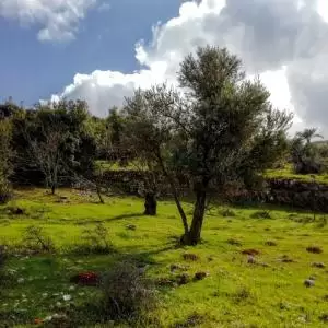 ارض في ابو السوس للبيع