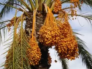 مطلوب مزرعة نخيل بلح مثمر للشراء