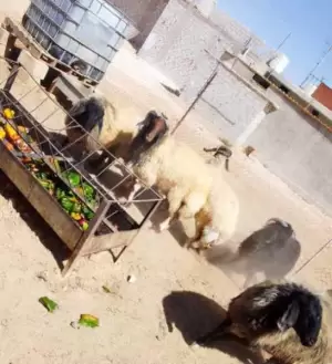 نعجات للبيع