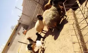 نعجات للبيع