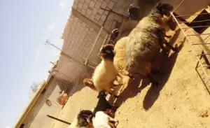 نعجات للبيع