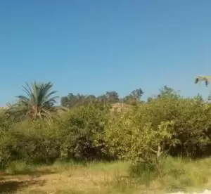 ارض للبيع في الحمه الاردنيه المخيبه الفوقا
