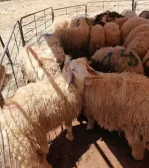 خرفان للبيع