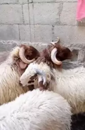 خرفان للبيع