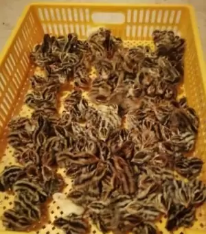 2300 صوص فري للبيع