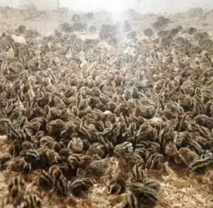 2300 صوص فري للبيع