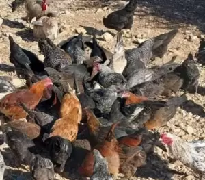 ديوك بلدي للبيع