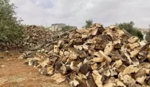 حطب مواقد للبيع