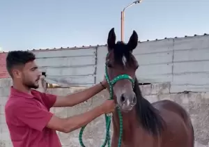 حصان . مهر عربي للبيع