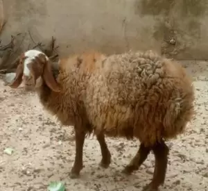 عابورة للبيع عدد 2