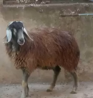عابورة للبيع عدد 2