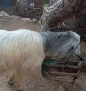 جدي للبيع