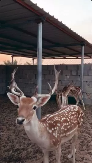 غزلان للبيع