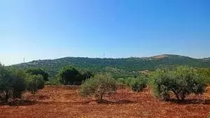 ارض للبيع في السلط - أم جوزة - ضواحي جلعد