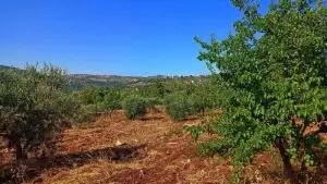 ارض للبيع في السلط - أم جوزة - ضواحي جلعد