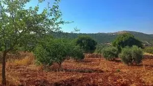 ارض للبيع في السلط - أم جوزة - ضواحي جلعد